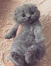 Gattino Scottish Fold blue