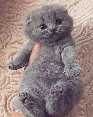 Gattino Scottish Fold blue