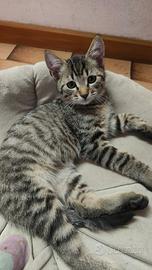 Gattini