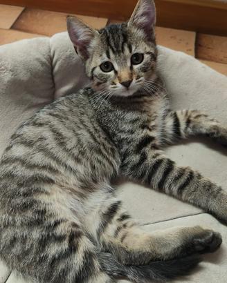 Gattini