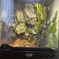 Ninfea INSETTO STECCO (Medauroidea extradentata)