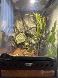 Ninfea INSETTO STECCO (Medauroidea extradentata)