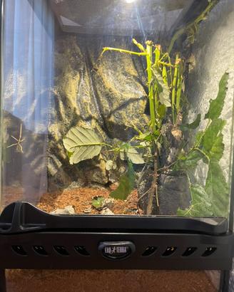 Ninfea INSETTO STECCO (Medauroidea extradentata)