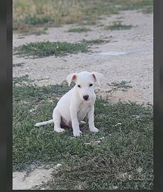 Cucciolo di jack Russel
