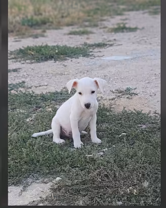Cucciolo di jack Russel