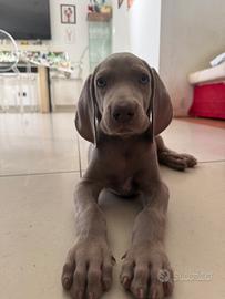 Cucciolo weimaraner