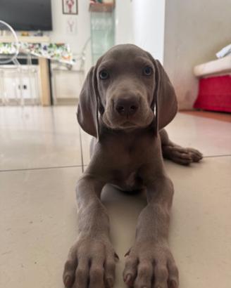 Cucciolo weimaraner