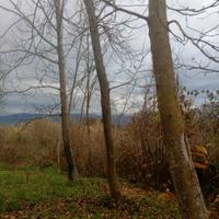 piante di noce nazionale 