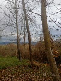 piante di noce nazionale 