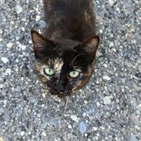 Gattina