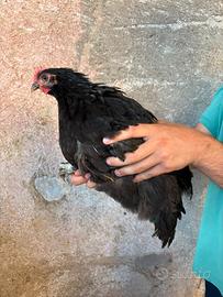 Galletto Australorp