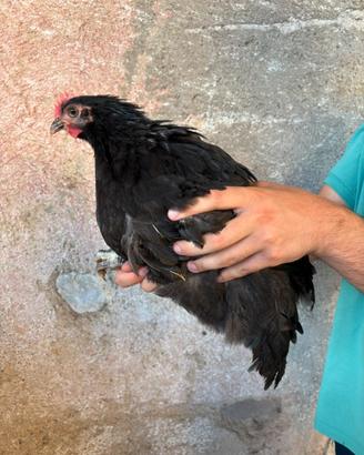 Galletto Australorp