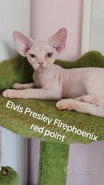 Devon rex cuccioli, colore red point con bianco 