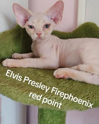 Devon rex cuccioli, colore red point con bianco 
