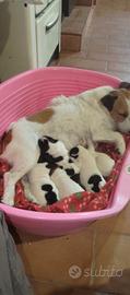 Jack Russell