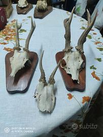 trofei di capriolo