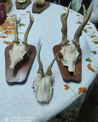 trofei di capriolo