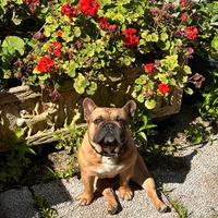 Bouledogue francese - bulldog