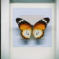 Quadro Tassidermia Farfalle 