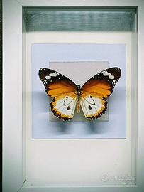 Quadro Tassidermia Farfalle 