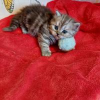 Gattina persiana tigrata scura