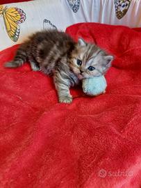 Gattina persiana tigrata scura