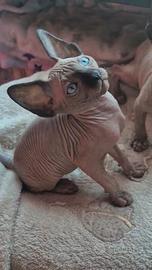Cuccioli sphynx