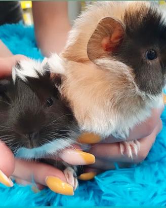 Cavia peruviana