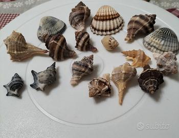 conchiglie 