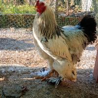 Brahma
