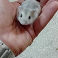 Criceto più gabbia