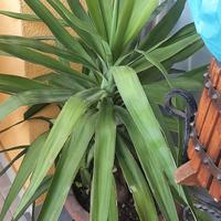 pianta da esterno o interno 