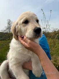 Golden Retriver