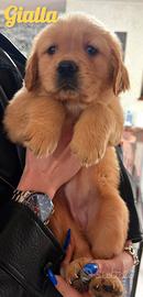 Ultime disponibilità Golden Retriever genitori TOP