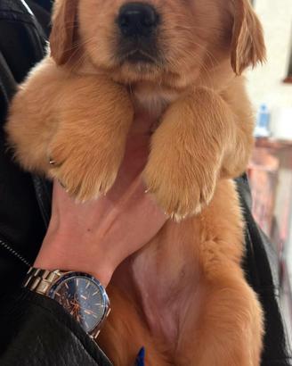 Ultime cucciole Golden Retriever AngloAmericane