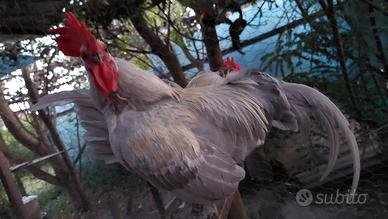 Galletto olandese grigio fumo