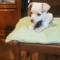 Cucciolo di taglia piccola bianco