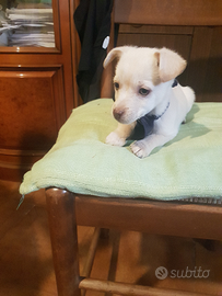 Cucciolo di taglia piccola bianco