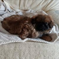 Cuccioli Pechinesi
