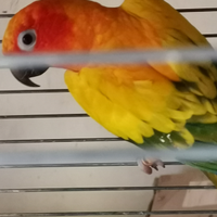 Vendita coppia di pappagalli