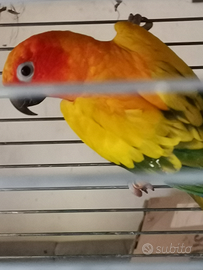 Vendita coppia di pappagalli