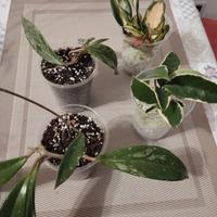 le talee radicate  di diversi Hoya 