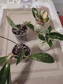 le talee radicate  di diversi Hoya 