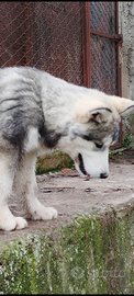 Cucciola di Alaskan Malamute