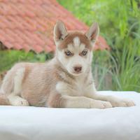 Cucciola di husky bianca e rossa