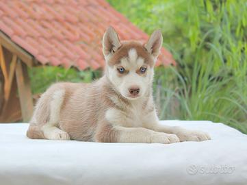 Cucciola di husky bianca e rossa