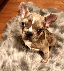 Cucciola di Bulldog Francese