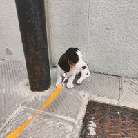 Bassotto piebald