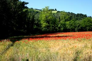 Casa colonica ristrutturata composta da tre unità