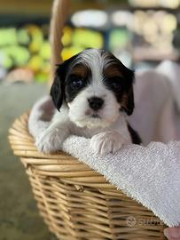 Cucciolo di cavalier king tricolor